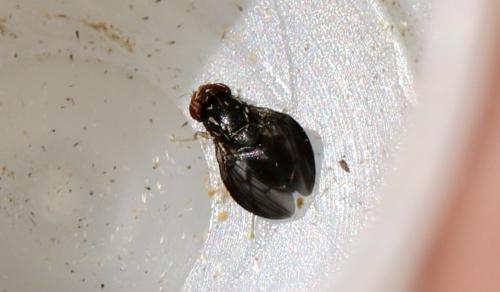 Stegana sp.